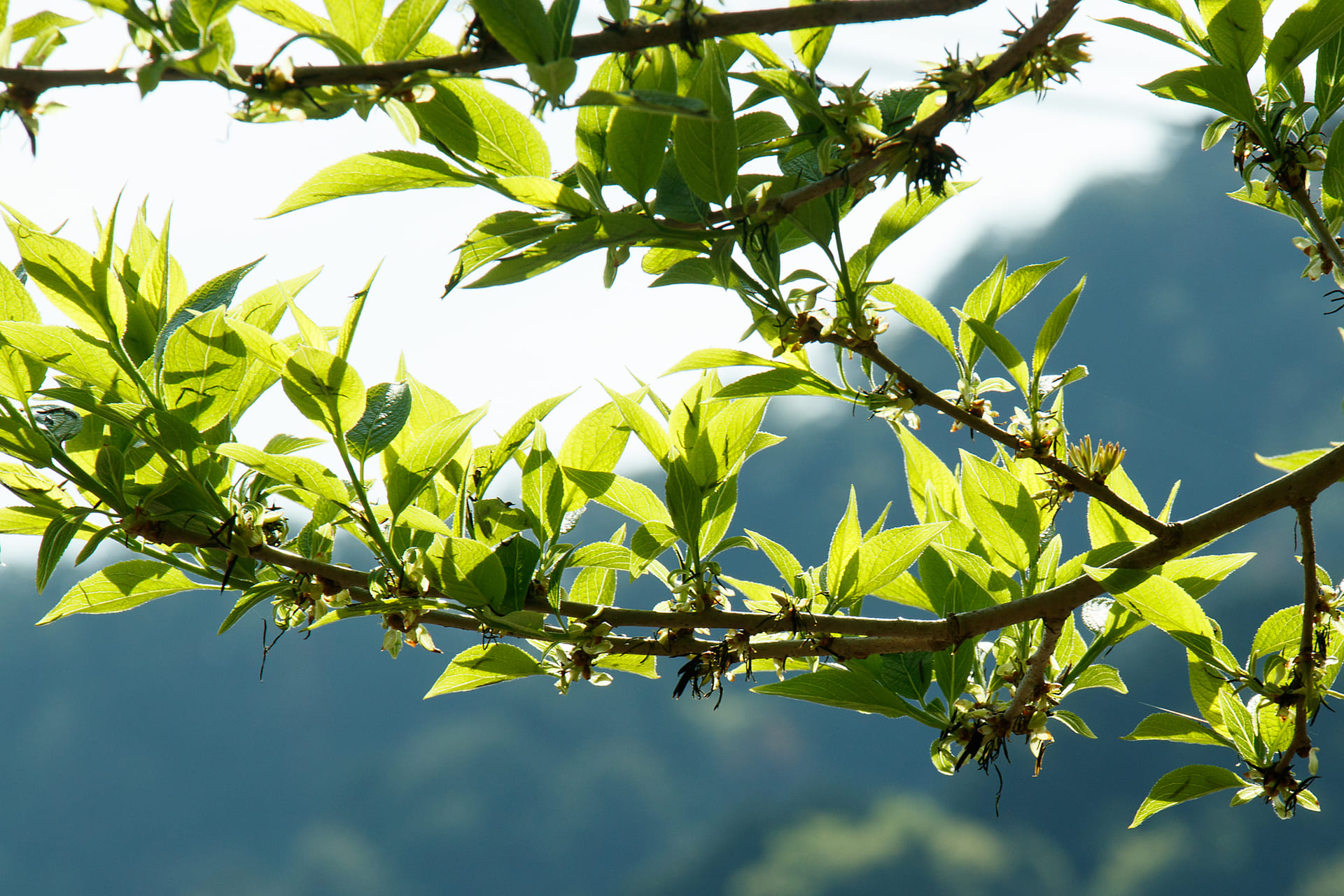 杜仲茶ポークの特徴